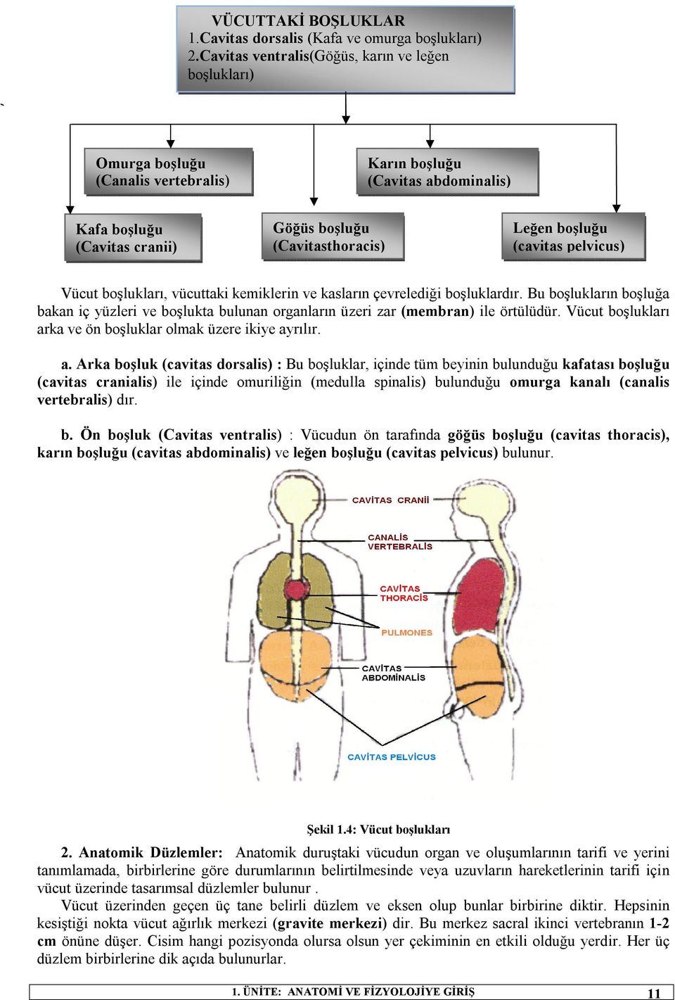 boşluğu (cavitas pelvicus) Vücut boşlukları, vücuttaki kemiklerin ve kasların çevrelediği boşluklardır.