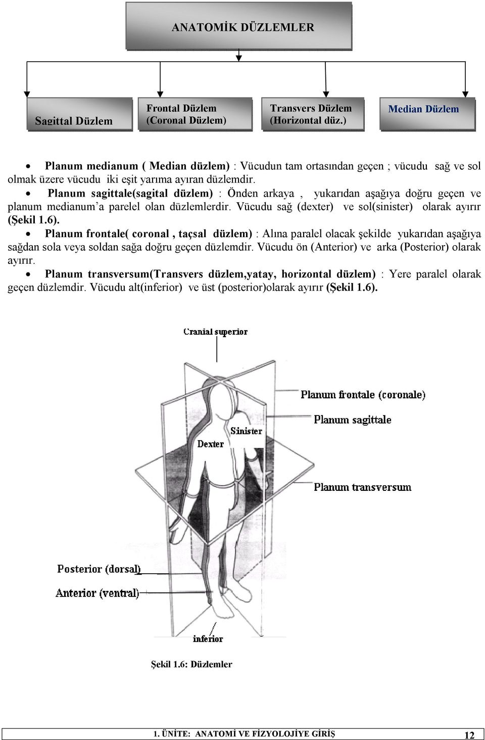 Planum sagittale(sagital düzlem) : Önden arkaya, yukarıdan aşağıya doğru geçen ve planum medianum a parelel olan düzlemlerdir. Vücudu sağ (dexter) ve sol(sinister) olarak ayırır (Şekil 1.6).