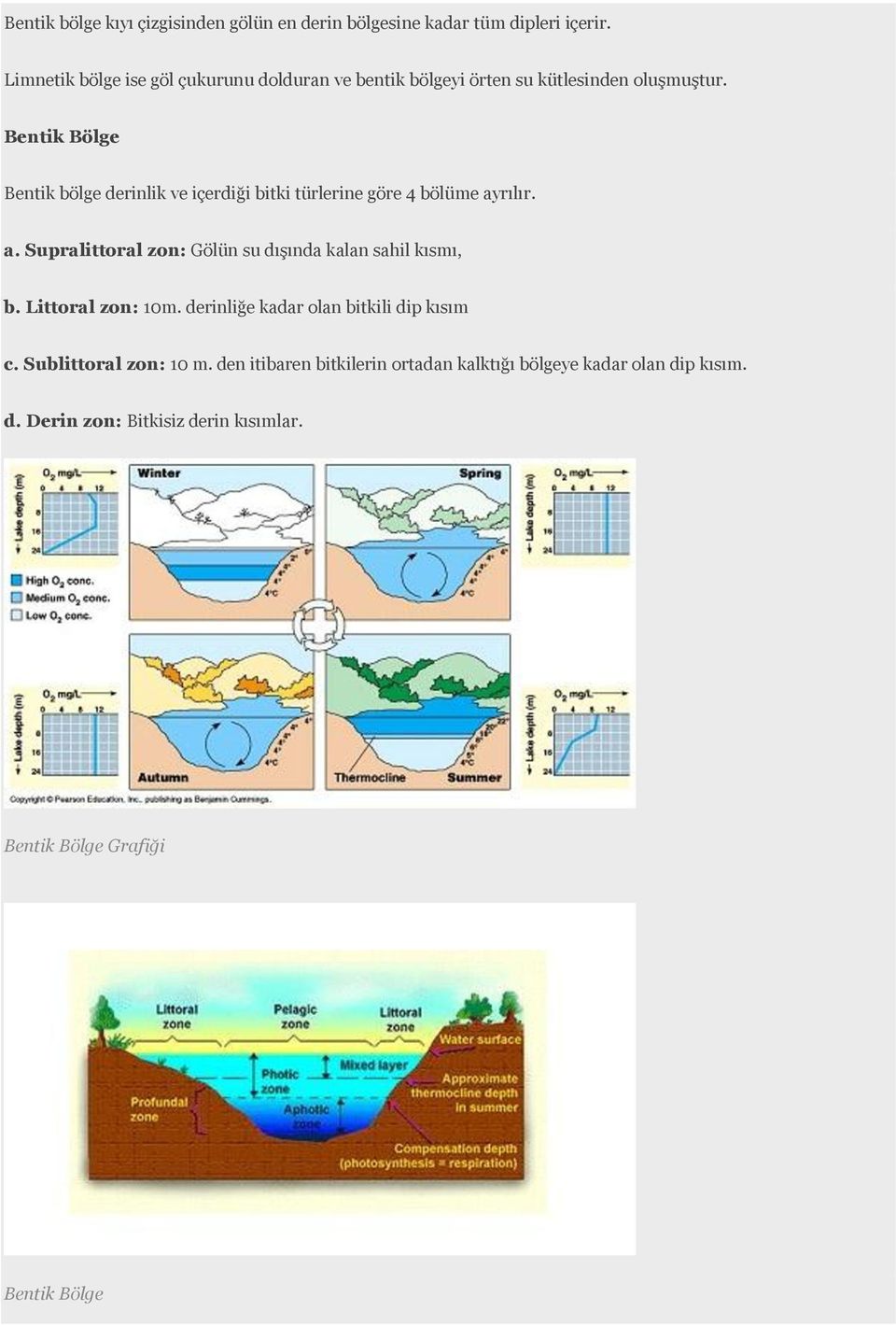 Bentik Bölge Bentik bölge derinlik ve içerdiği bitki türlerine göre 4 bölüme ayrılır. a. Supralittoral zon: Gölün su dışında kalan sahil kısmı, b.