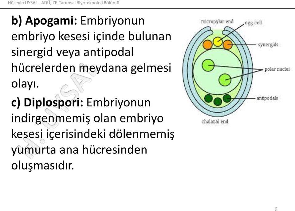 c) Diplospori: Embriyonun indirgenmemiş olan embriyo