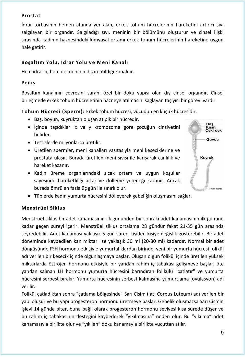 Boşaltım Yolu, İdrar Yolu v e Meni Kanalı Hem idrarın, hem de meninin dışarı atıldığı kanaldır. Penis Boşaltım kanalının çevresini saran, özel bir doku yapısı olan dış cinsel organdır.