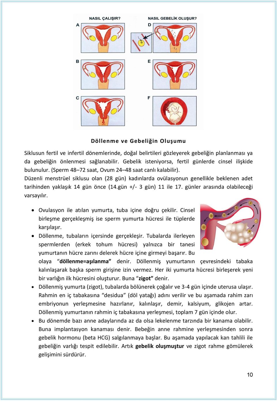 Düzenli menstrüel siklusu olan (28 gün) kadınlarda ovülasyonun genellikle beklenen adet tarihinden yaklaşık 14 gün önce (14.gün +/- 3 gün) 11 ile 17. günler arasında olabileceği varsayılır.