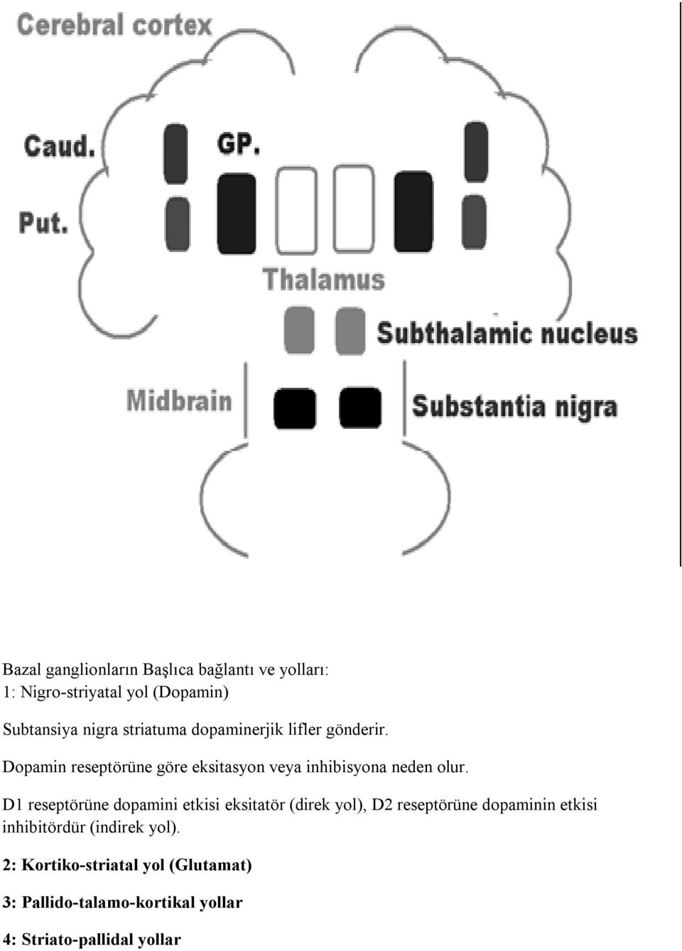 D1 reseptörüne dopamini etkisi eksitatör (direk yol), D2 reseptörüne dopaminin etkisi inhibitördür