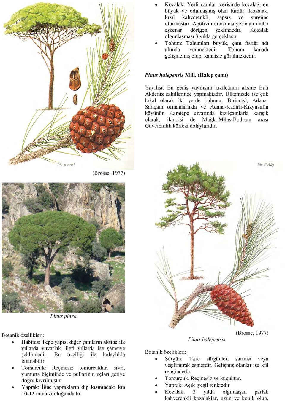 tomurcuklar, sivri, 10- Pinus halepensis (Brosse, 1977) Botanik özelikleri: