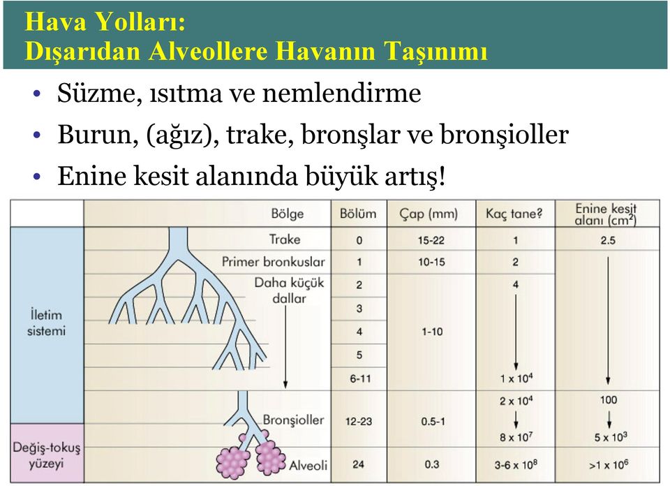 nemlendirme Burun, (ağız), trake,