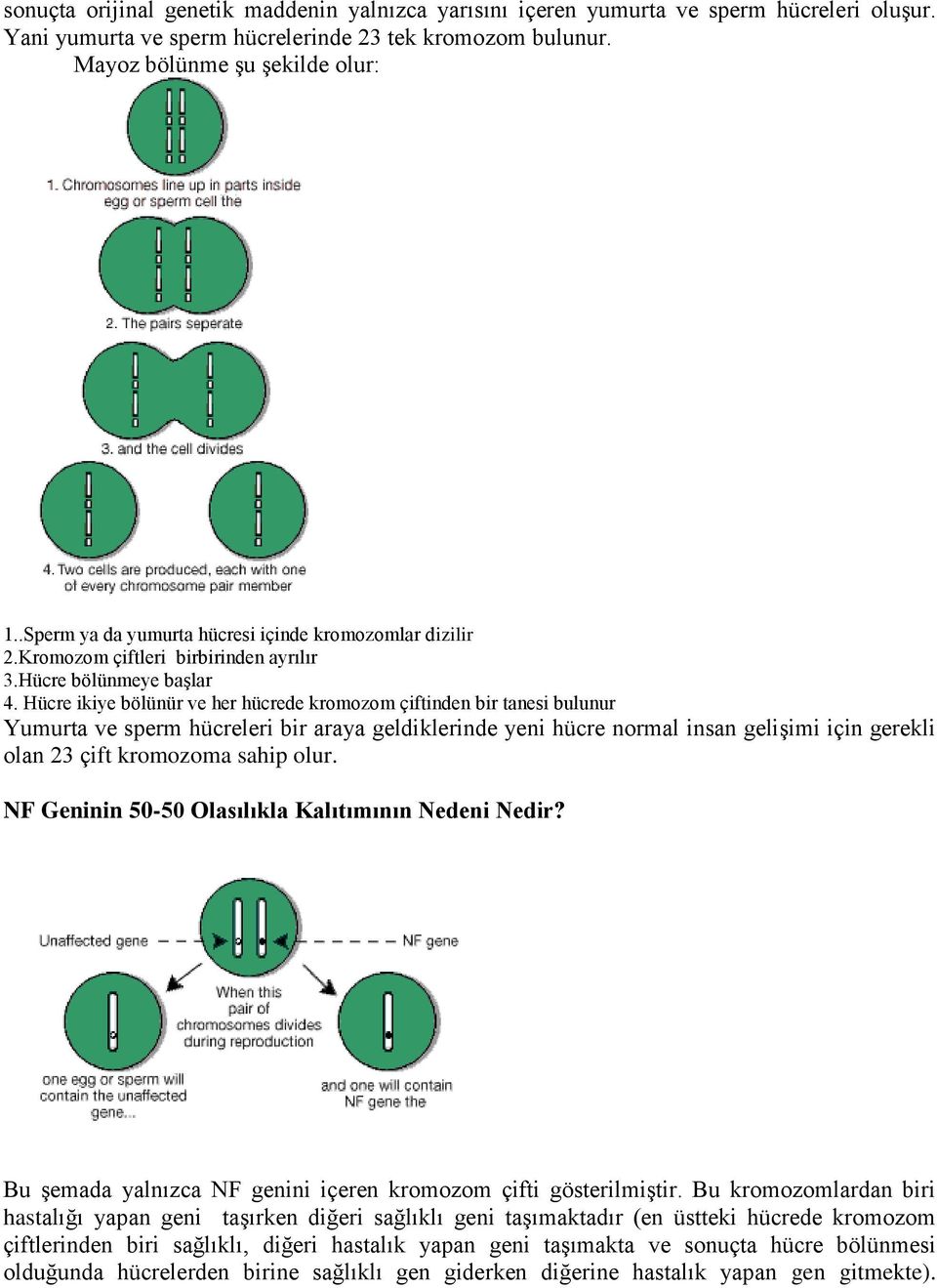 Hücre ikiye bölünür ve her hücrede kromozom çiftinden bir tanesi bulunur Yumurta ve sperm hücreleri bir araya geldiklerinde yeni hücre normal insan gelişimi için gerekli olan 23 çift kromozoma sahip