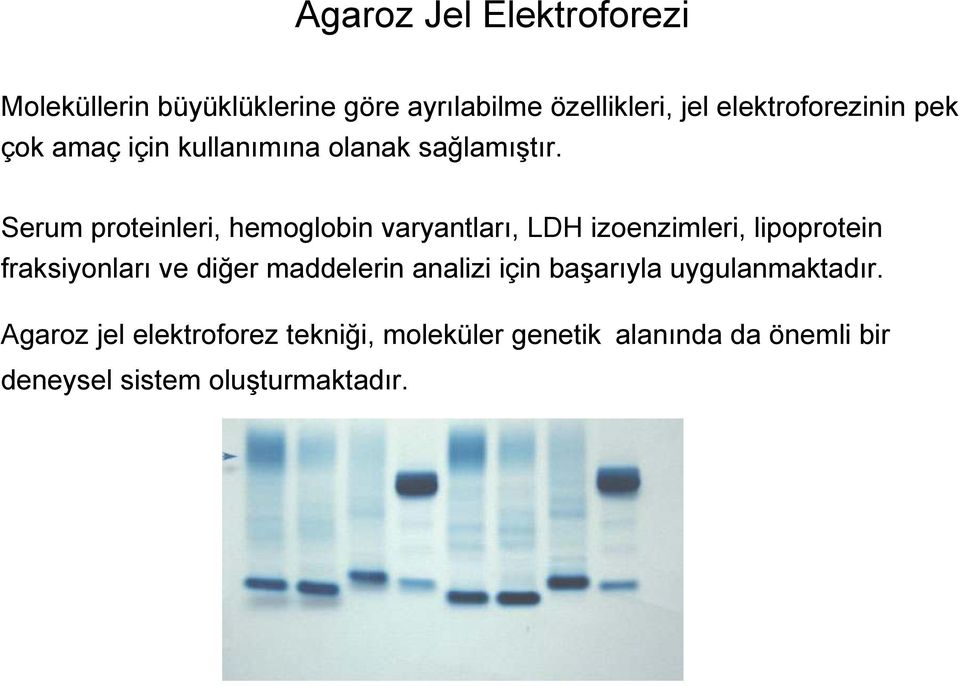 Serum proteinleri, hemoglobin varyantları, LDH izoenzimleri, lipoprotein fraksiyonları ve diğer