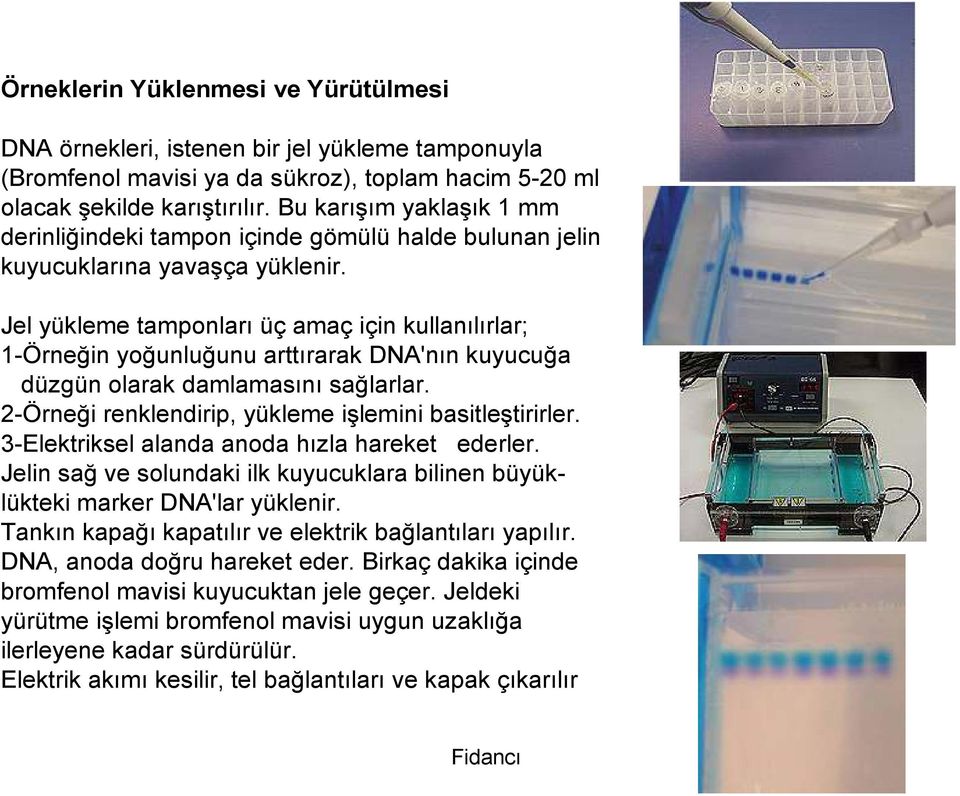 Jel yükleme tamponları üç amaç için kullanılırlar; 1-Örneğin yoğunluğunu arttırarak DNA'nın kuyucuğa düzgün olarak damlamasını sağlarlar. 2-Örneği renklendirip, yükleme işlemini basitleştirirler.