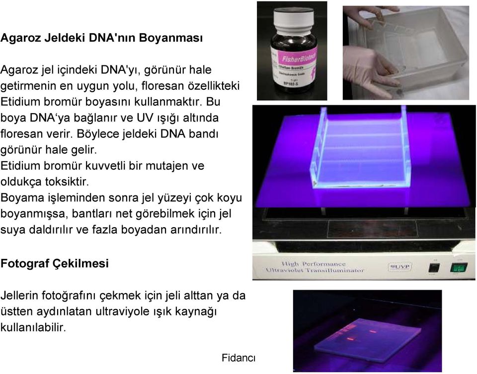 Böylece jeldeki DNA bandı görünür hale gelir. Etidium bromür kuvvetli bir mutajen ve oldukça toksiktir.