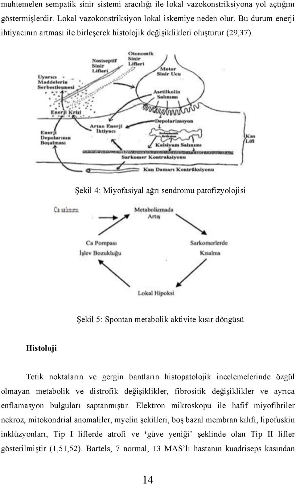 Şekil 4: Miyofasiyal ağrı sendromu patofizyolojisi Şekil 5: Spontan metabolik aktivite kısır döngüsü Histoloji Tetik noktaların ve gergin bantların histopatolojik incelemelerinde özgül olmayan