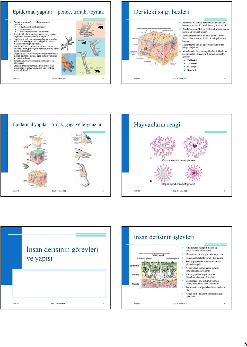 Hepsinde temel yapı aynı olup boynuzumsu bir dorsal plaka (unguis) ile yumuşak bir ventral plakadan (subunguis) oluşur.