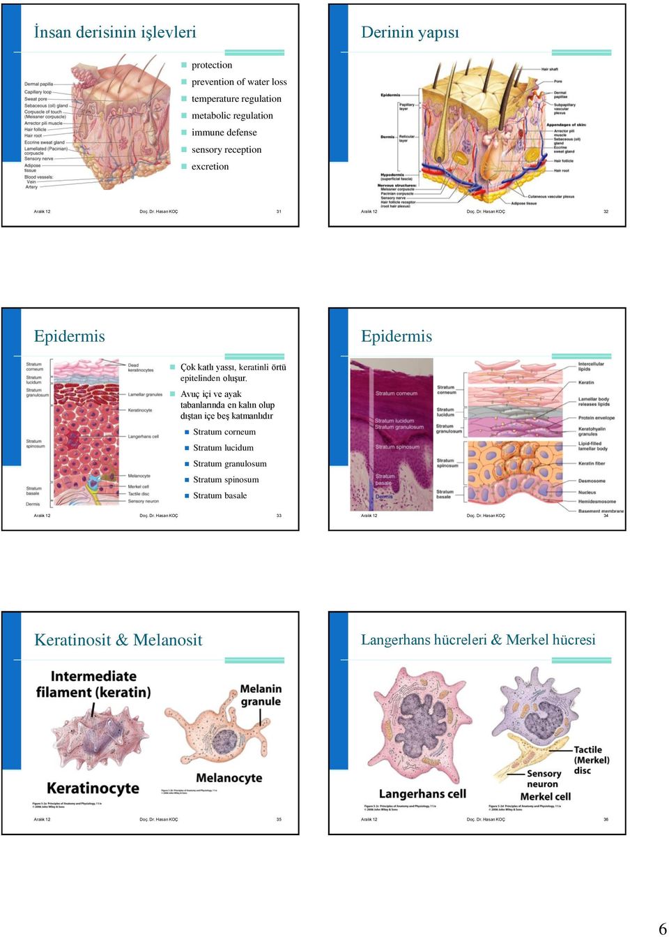 Avuç içi ve ayak tabanlarında en kalın olup dıştan içe beş katmanlıdır Stratum corneum Stratum lucidum Stratum granulosum Stratum spinosum Stratum basale Aralık