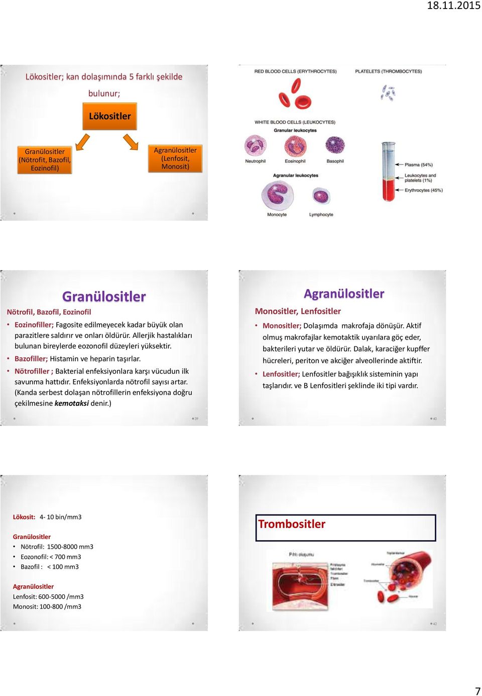 Bazofiller; Histamin ve heparin taşırlar. Nötrofiller ; Bakterial enfeksiyonlara karşı vücudun ilk savunma hattıdır. Enfeksiyonlarda nötrofil sayısı artar.