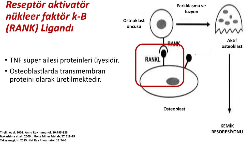 Osteoblastlarda transmembran proteini olarak üretilmektedir. Osteoblast Theill, et al. 2002.