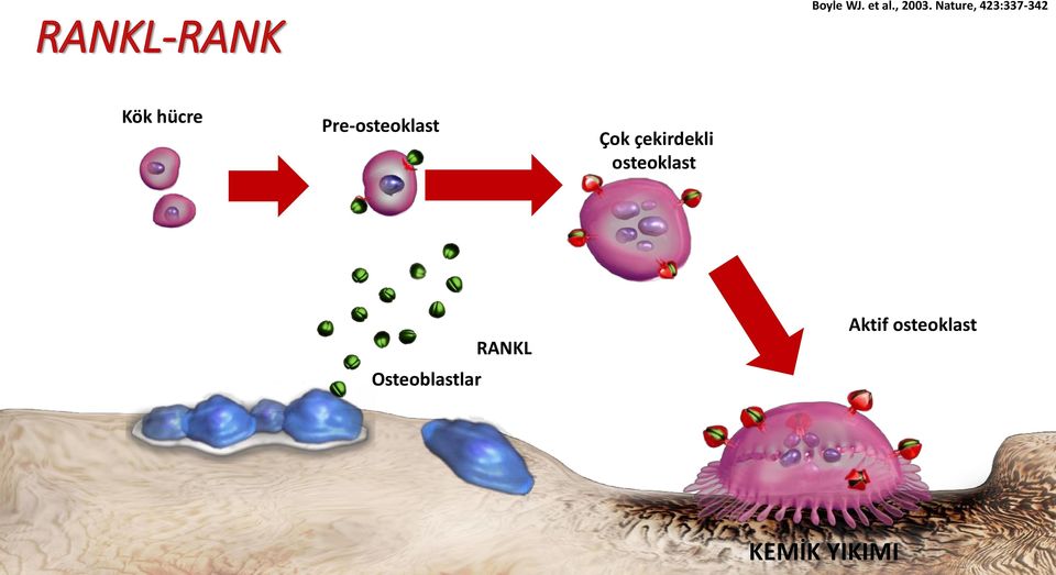 çekirdekli osteoklast Osteoblastlar RANKL Aktif