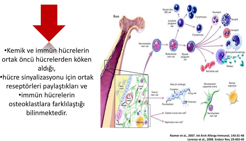 hücrelerin osteoklastlara farklılaştığı bilinmektedir. Raımer et al.