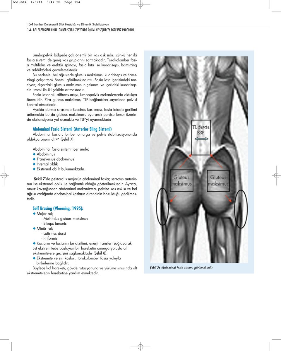 Torakolomber fasia multifidus ve erektör spinay, fasia lata ise kuadriseps, hamstring ve addüktörleri çevrelemektedir.