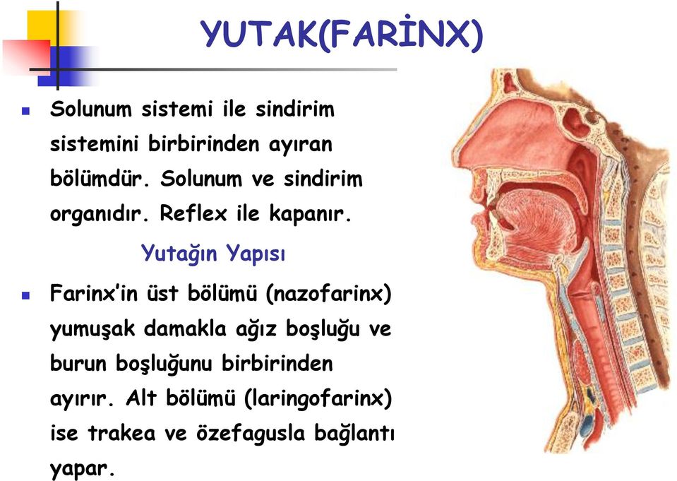 Yutağın Yapısı Farinx in üst bölümü (nazofarinx) yumuşak damakla ağız boşluğu
