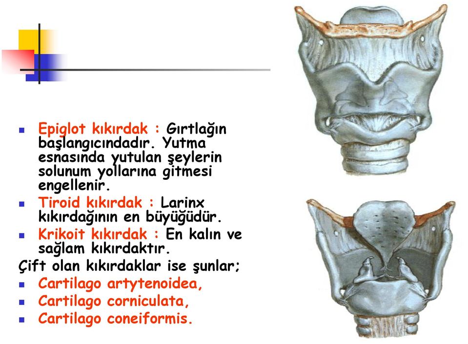 Tiroid kıkırdak : Larinx kıkırdağının en büyüğüdür.