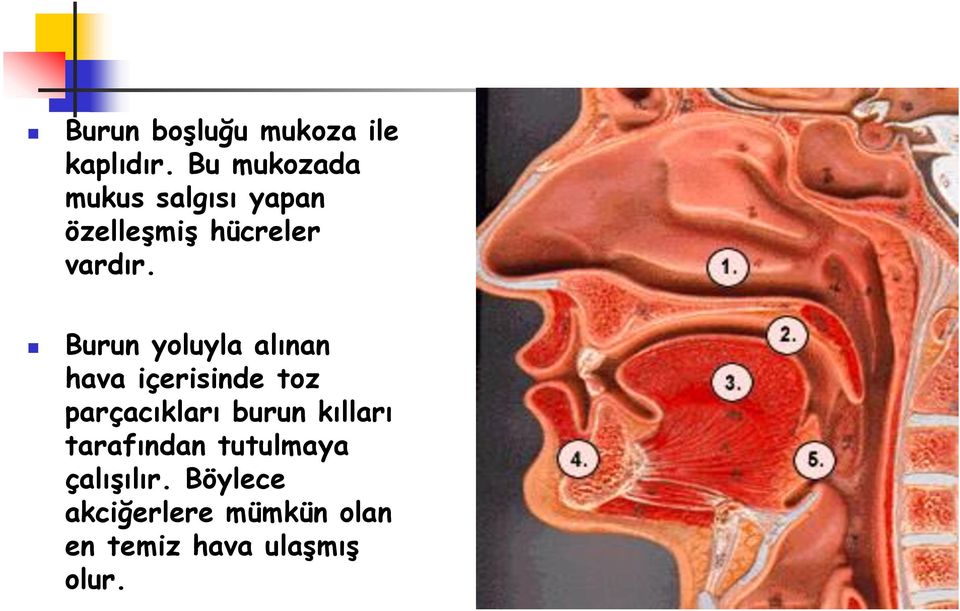 Burun yoluyla alınan hava içerisinde toz parçacıkları burun