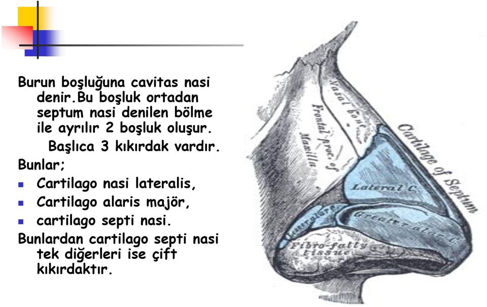 oluşur. Başlıca 3 kıkırdak vardır.