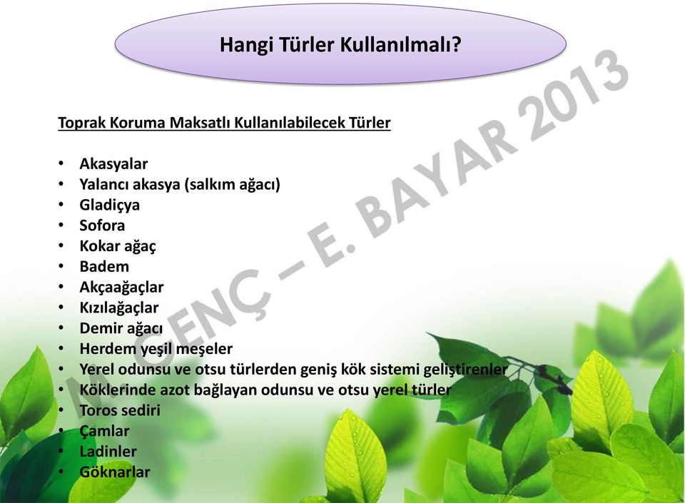 Gladiçya Sofora Kokar ağaç Badem Akçaağaçlar Kızılağaçlar Demir ağacı Herdem yeşil