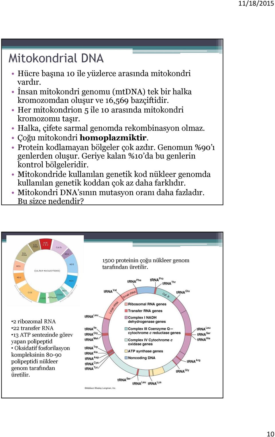 Genomun %90 ı genlerden oluşur. Geriye kalan %10 da bu genlerin kontrol bölgeleridir. Mitokondride kullanılan genetik kod nükleer genomda kullanılan genetik koddan çok az daha farklıdır.