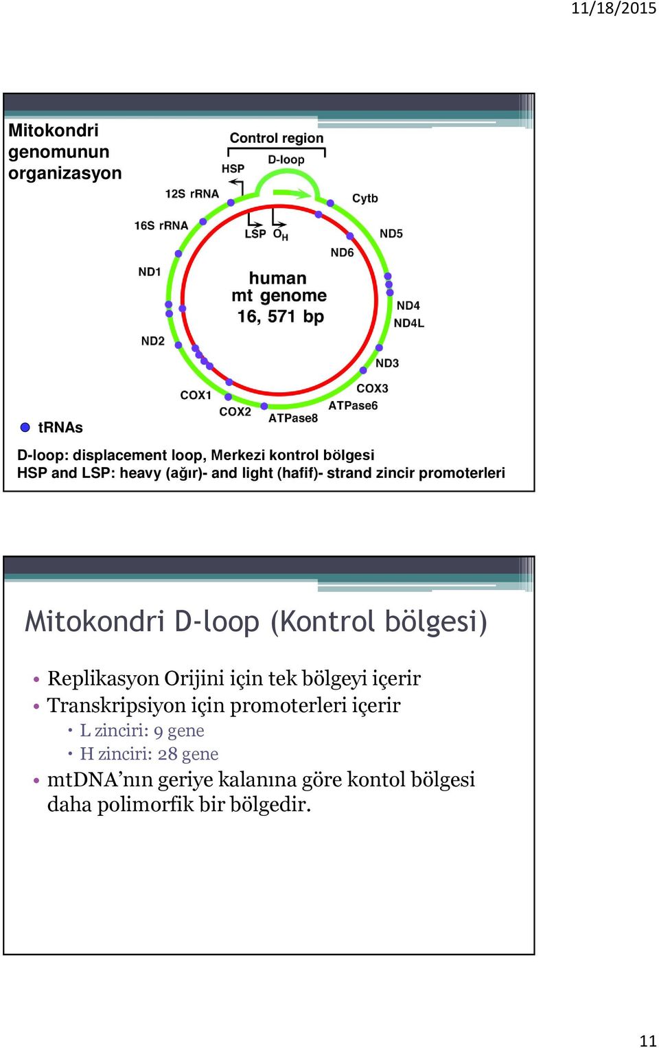 bölgesi) Replikasyon Orijini için tek bölgeyi içerir Transkripsiyon için promoterleri içerir L