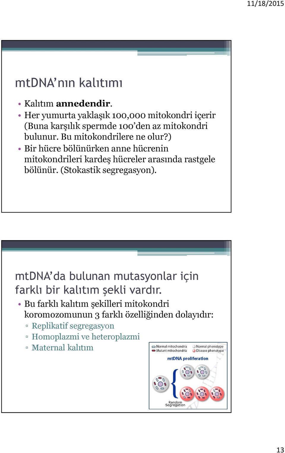 ) Bir hücre bölünürken anne hücrenin mitokondrileri kardeş hücreler arasında rastgele bölünür. (Stokastik segregasyon).