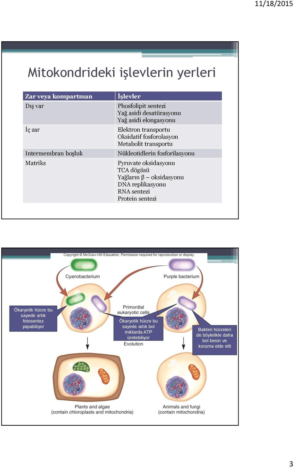 Pyruvate oksidasyonu TCA dögüsü Yağların β oksidasyonu DNA replikasyonu RNA sentezi Protein sentezi Ökaryotik hücre bu sayede artık