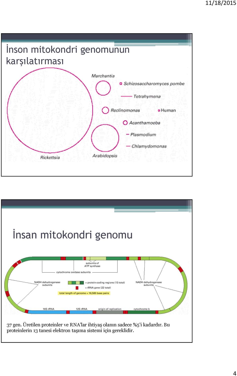 Üretilen proteinler ve RNA lar ihtiyaş olanın sadece