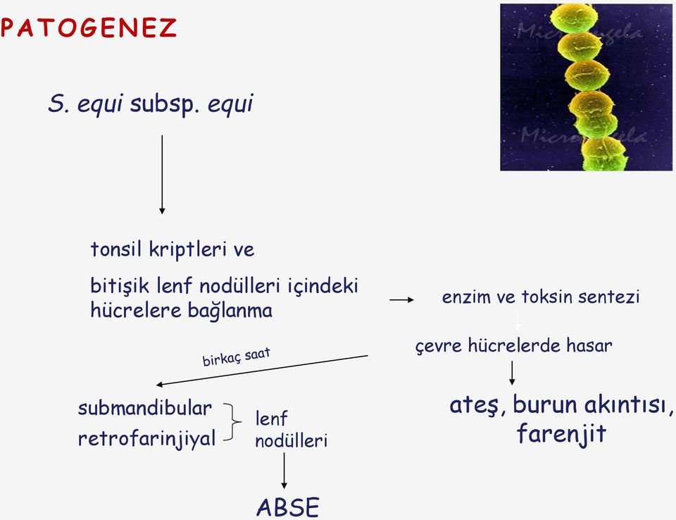 hücrelere bağlanma enzim ve toksin sentezi çevre