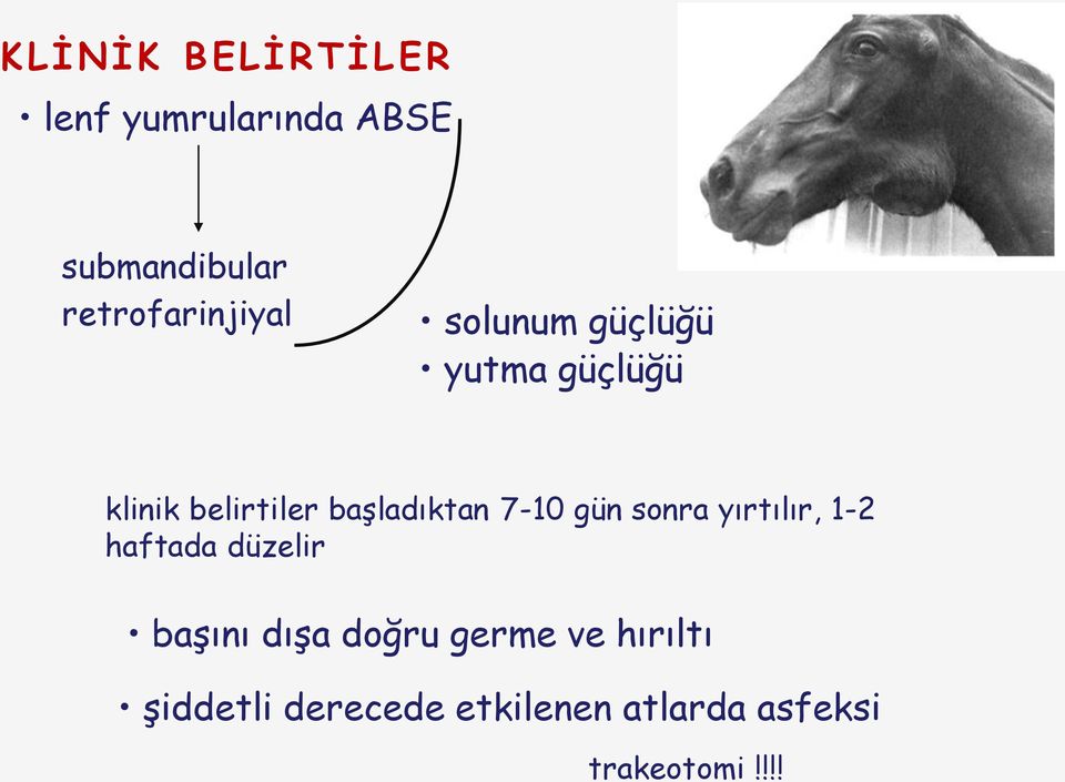 başladıktan 7-10 gün sonra yırtılır, 1-2 haftada düzelir başını dışa