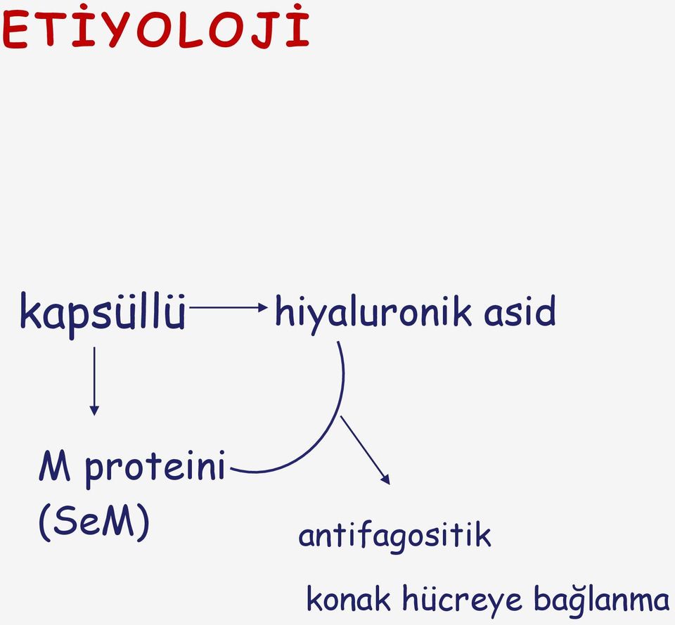 proteini (SeM)