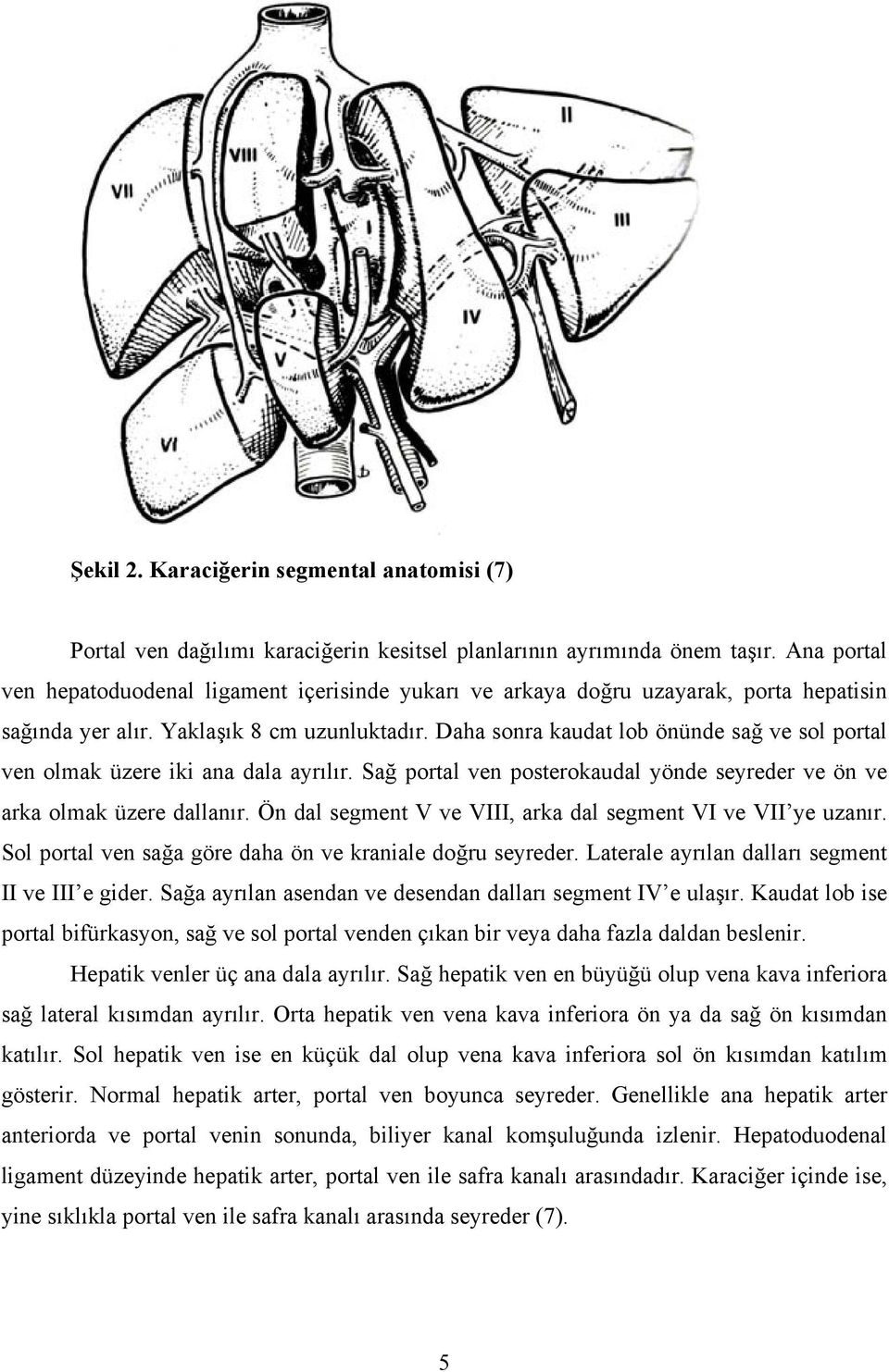 Daha sonra kaudat lob önünde sağ ve sol portal ven olmak üzere iki ana dala ayrılır. Sağ portal ven posterokaudal yönde seyreder ve ön ve arka olmak üzere dallanır.