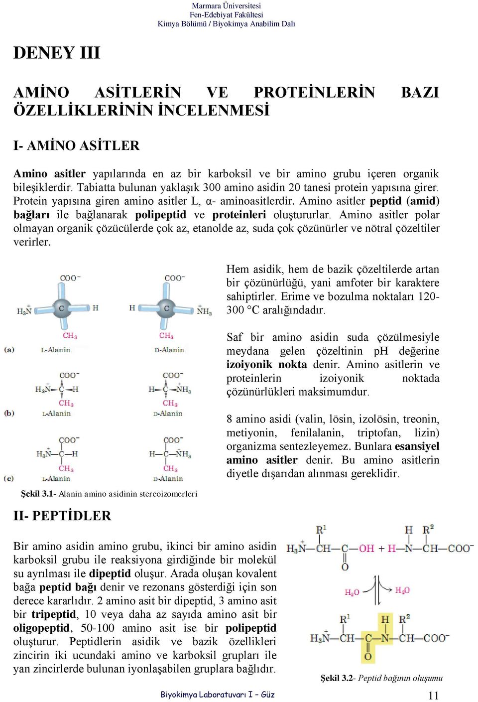 Amino asitler peptid (amid) bağları ile bağlanarak polipeptid ve proteinleri oluştururlar.