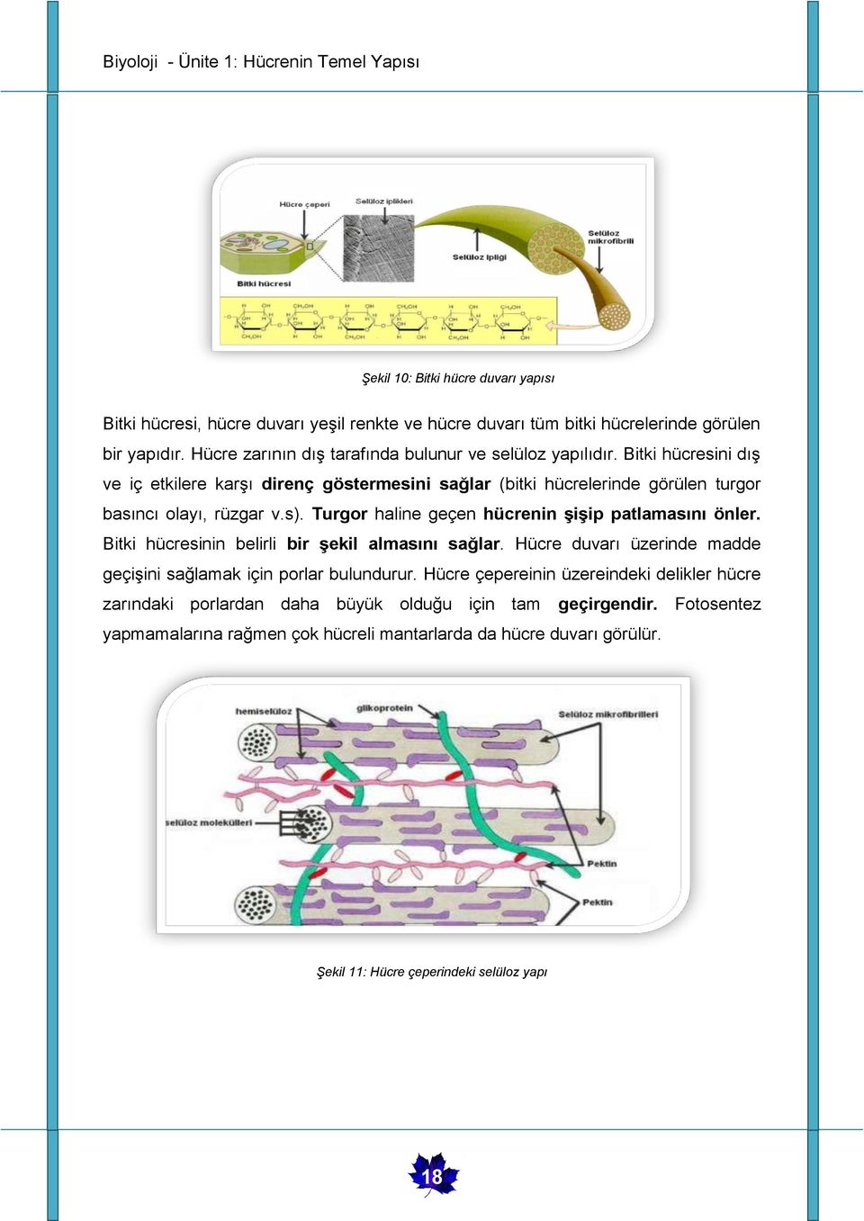 Bitki hücresini dış ve iç etkilere karşı direnç göstermesini sağlar (bitki hücrelerinde görülen turgor basıncı olayı, rüzgar v.s).