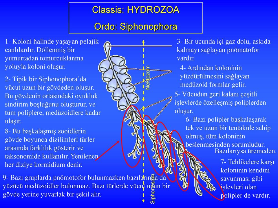 8- Bu başkalaşmış zooidlerin gövde boyunca dizilimleri türler arasında farklılık gösterir ve taksonomide kullanılır. Yenilenen her diziye kormidium denir.