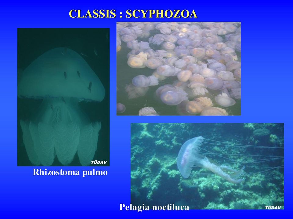 Rhizostoma pulmo