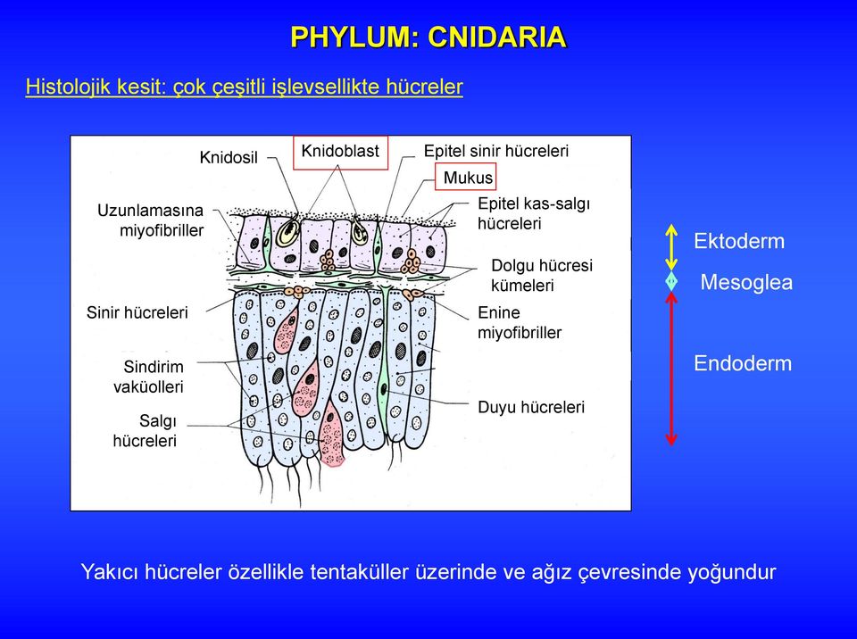 Epitel kas-salgı hücreleri Dolgu hücresi kümeleri Enine miyofibriller Endoderm hücreleri Duyu