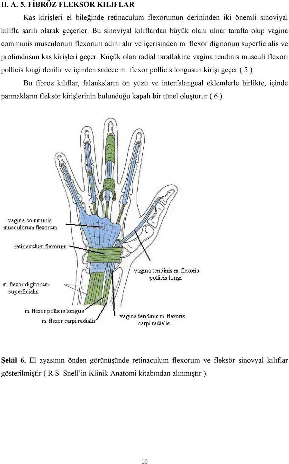 Küçük olan radial taraftakine vagina tendinis musculi flexori pollicis longi denilir ve içinden sadece m. flexor pollicis longusun kirişi geçer ( 5 ).