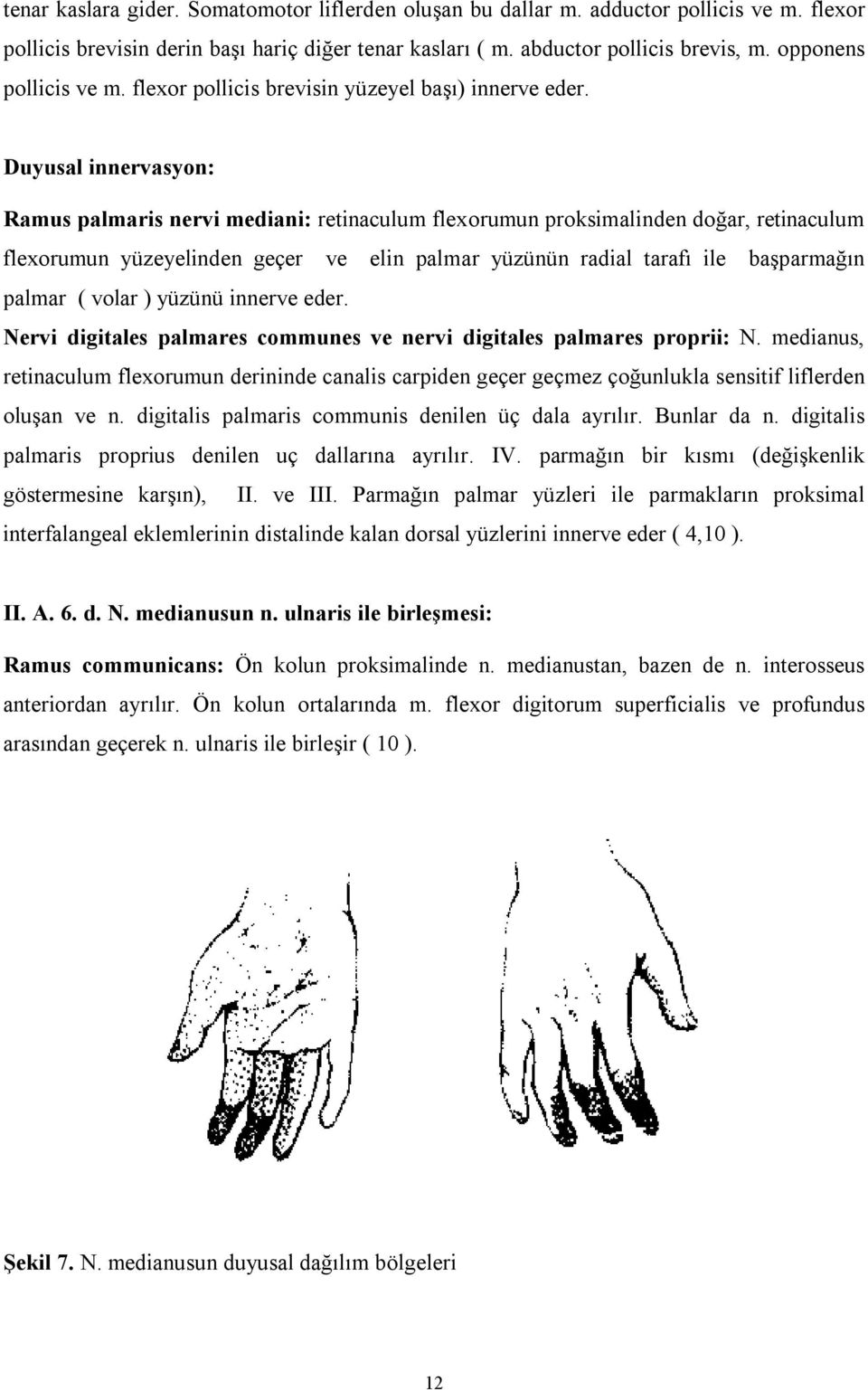 Duyusal innervasyon: Ramus palmaris nervi mediani: retinaculum flexorumun proksimalinden doğar, retinaculum flexorumun yüzeyelinden geçer ve elin palmar yüzünün radial tarafı ile başparmağın palmar (