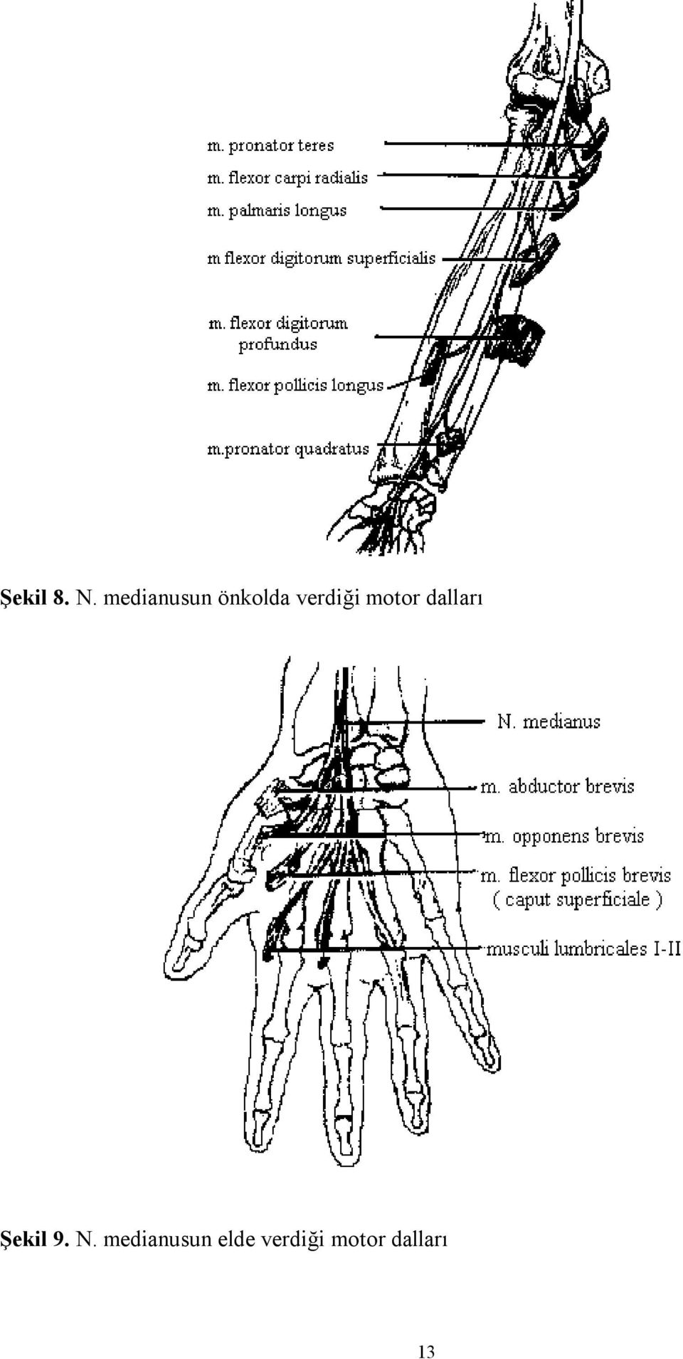 motor dalları Şekil 9. N.