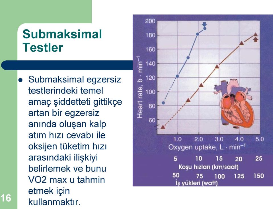 oluşan kalp atım hızı cevabı ile oksijen tüketim hızı