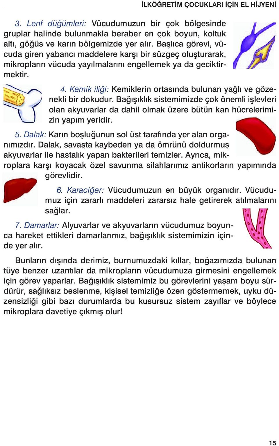 Kemik iliği: Kemiklerin ortasında bulunan yağlı ve gözenekli bir dokudur. Bağışıklık sistemimizde çok önemli işlevleri olan akyuvarlar da dahil olmak üzere bütün kan hücrelerimizin yapım yeridir. 5.