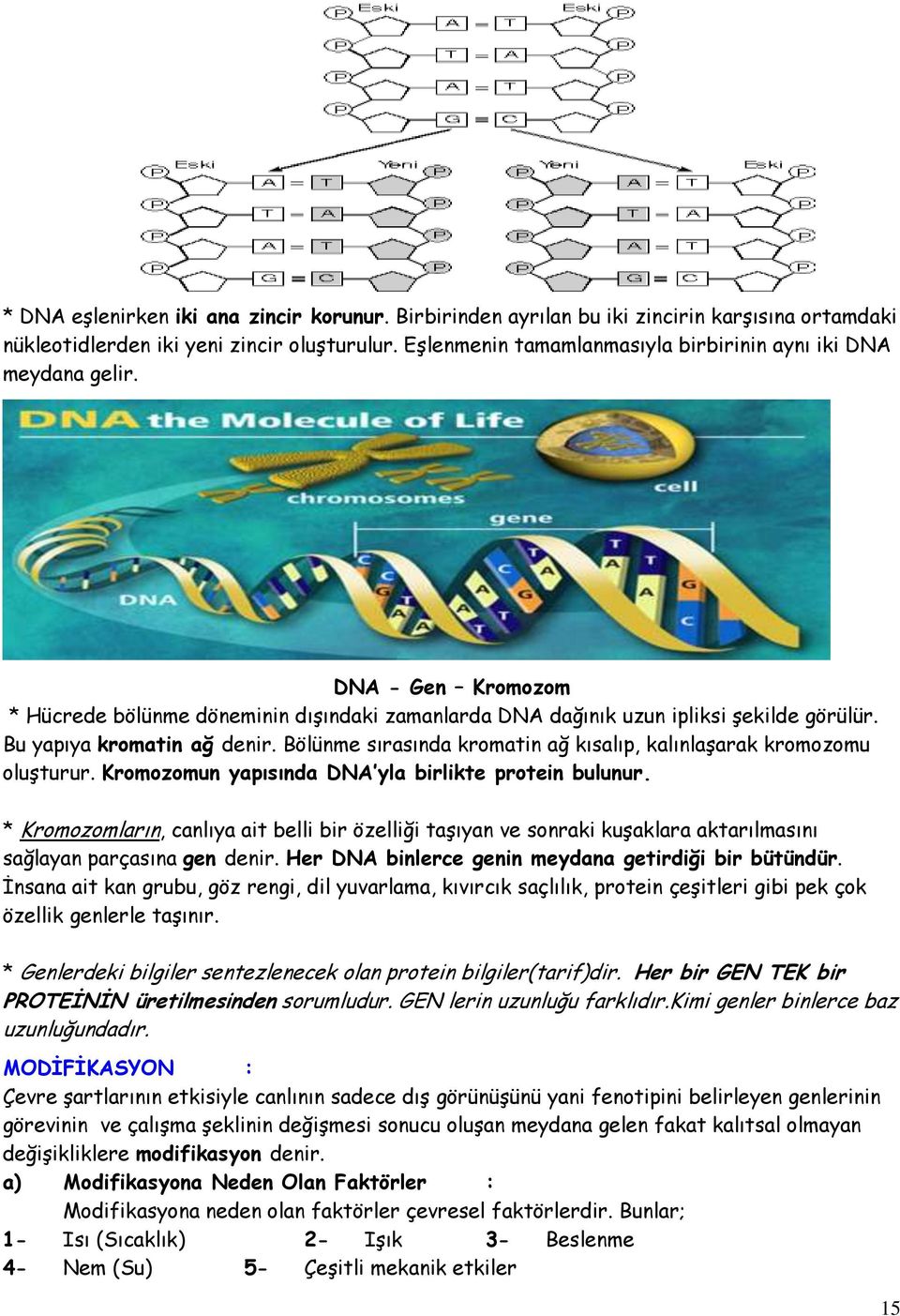 Bu yapıya kromatin ağ denir. Bölünme sırasında kromatin ağ kısalıp, kalınlaşarak kromozomu oluşturur. Kromozomun yapısında DNA yla birlikte protein bulunur.