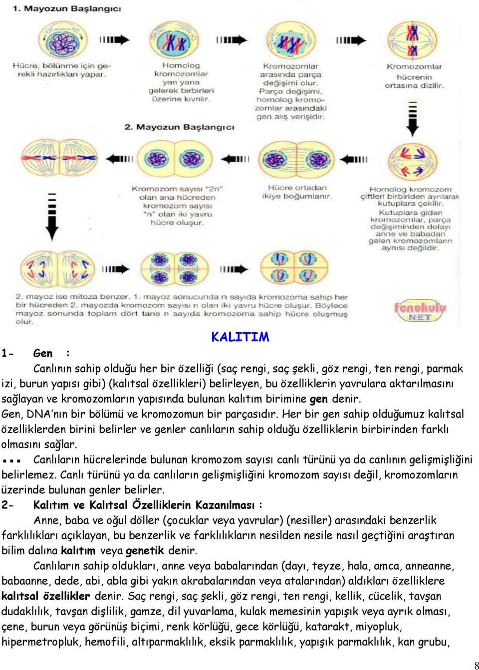 Her bir gen sahip olduğumuz kalıtsal özelliklerden birini belirler ve genler canlıların sahip olduğu özelliklerin birbirinden farklı olmasını sağlar.