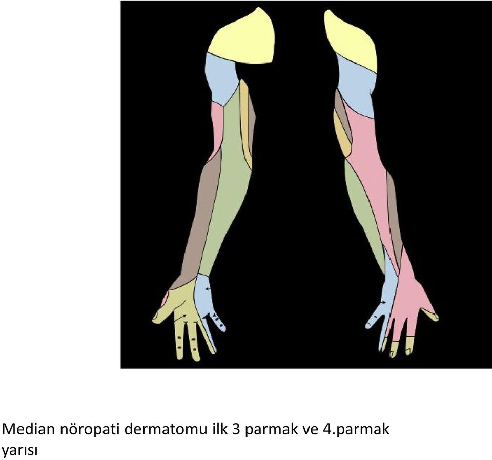 dermatomu ilk