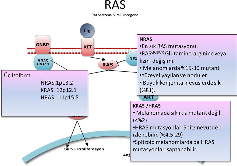 Melanomlarda %15-30 mutant Yüzeyel yayılan ve noduler Büyük konjenital nevüslerde sık (%81).