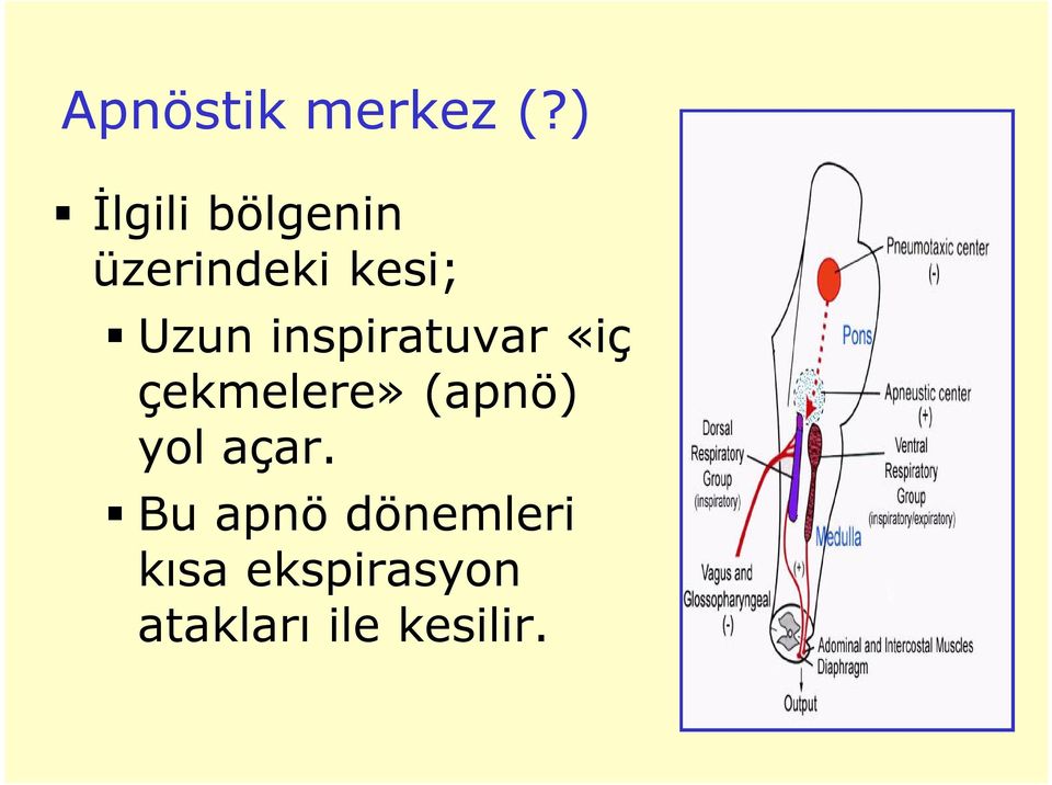 inspiratuvar «iç çekmelere» (apnö) yol